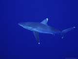 Silvertip Shark, Swimming, Tuamotu, French Polynesia Photographic Print by Gerard Soury