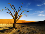 Dead Tree, Namib-Naukluft National Park, Namibia Photographic Print by Ariadne Van Zandbergen