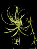 Leaves of Spider Plant, Giclee Print