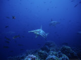 Scalloped Hammerhead Shark, Group, Pacific Photographic Print by Gerard Soury