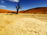 Dead Trees, Namib-Naukluft National Park, Namibia Photographic Print by Ariadne Van Zandbergen