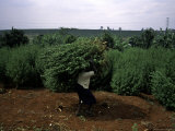 Woman Working, South Africa Photographic Print by Ryan Ross