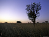 Trees at Sunset, South Africa Photographic Print by Ryan Ross