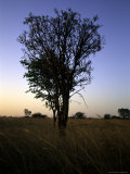 Tree at Sunset, South Africa Photographic Print by Ryan Ross