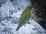 Antipodes Green Parrot, Antipodes Islands, Photographic Print