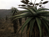 Plants in South Africa Photographic Print by Ryan Ross