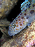 Leopard Spotted Goby, Portrait, UK Photographic Print by Mark Webster