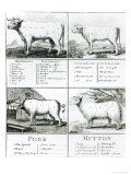 Beef, Veal, Pork, and Mutton Cuts, 1802, Giclee Print