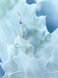 Agave, Sonora Desert Museum, Tucson, Arizona, USA Photographic Print by Rob Tilley