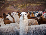 Llama and Alpaca Herd, Lares Valley, Cordillera Urubamba, Peru Fotografie-Druck von Kristin Piljay