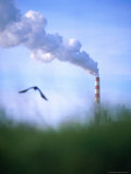 Bird in Flight Over a Billowing Smoke Stack, Eureka, California, USA Photographic Print by Jan Stromme