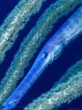 Trumpet Fish (Aulostomus Maculatus), Belize Photographic Print by Mark Webster