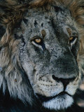 Portrait of Elderly Lion (Panthera Leo), Selinda Reserve, Botswana Photographic Print by Dennis Jones