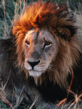 Portrait of Lion (Panthera Leo) in Sun, Xakanaxa, Moremi Wildlife Reserve, Botswana Photographic Print by Dennis Jones