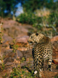 Leopard (Panthera Pardus) Walking Away, Okonjima, Namibia Photographic Print by Dennis Jones