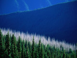 Sunlight and Shadow Over Forests and Mountains Seen from Deer Park Lookout, Olympic National Park Photographic Print by Aaron McCoy