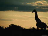Giraffe (Giraffa Camelopardalis) at Sunset, Savuti, Chobe National Park, Botswana Photographic Print by Dennis Jones