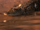 Juvenile Freshwater Crocodile, Kakadu National Park, Australia Photographic Print by Dennis Jones