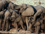 A Herd of Drinking Elephants - Etosha National Park, Namibia, Etosha National Park, Namibia Photographic Print by Dennis Jones