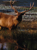 Sambar Deer (Cervus Unicolor), Sri Lanka Photographic Print by Lawrence Worcester