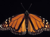 Monarch Butterfly, Photographic Print