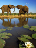 Elephants, Greating Each Other, Victoria Falls, Zimbabwe Photographic Print by Roger De La Harpe