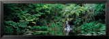 Ayrlies, Auckland, New Zealand  Prints by Alain Le Toquin