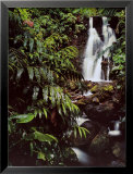 Rainforest Waterfall, Hawaii  Poster by William Neill