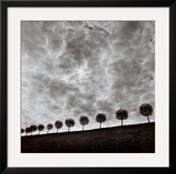 Ten and a Half Trees, Peterhof, Russia, 2000 Posters by Michael Kenna