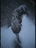 Black Lab Named Blackie Sits on Blacktop During a Snow Shower Photographic Print by Bill Curtsinger