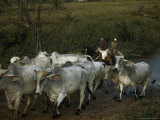 Governor of Minas Gerais Drives His Cattle During Roundup Time Photographic Print by W. Robert Moore
