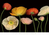 Poppy Garden I Posters by Pip Bloomfield
