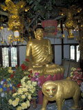 Gold Tiger and Bhuddha Sculpture at the Golden Temple, China Photographic Print by Charles Crust