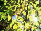 Leaves and Large Seeds, Jasmund National Park, Island of Ruegen, Germany Photographic Print by Christian Ziegler