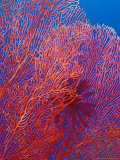 Fan Coral, West New Britain, Papua New Guinea Photographic Print by Michele Westmorland