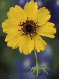 Plain Coreopsis, Marble Falls, Texas, USA Photographic Print by Claudia Adams