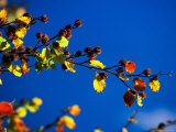 Tree Branch and Blue Sky, Jasmund National Park, Island of Ruegen, Germany Photographic Print by Christian Ziegler