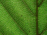 Close-up of Green Leaf, Jasmund National Park, Island of Ruegen, Germany Photographic Print by Christian Ziegler
