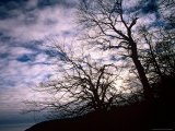 Tree Sillouettes with Cloudy Sky, Jasmund National Park, Island of Ruegen, Germany Photographic Print by Christian Ziegler