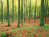 Young Forest in Summer, Jasmund National Park, Island of Ruegen, Germany Photographic Print by Christian Ziegler