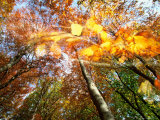 Branch and Canopy in Autumn, Jasmund National Park, Island of Ruegen, Germany Photographic Print by Christian Ziegler