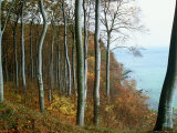 Trees Along Cliff in Autumn, Jasmund National Park, Island of Ruegen, Germany Photographic Print by Christian Ziegler