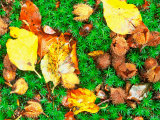 Forest Floor Leaves and Large Seeds, Jasmund National Park, Island of Ruegen, Germany Photographic Print by Christian Ziegler