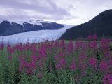 Fireweed in Aialik Glacier, Kenai Fjords National Park, Alaska, USA Photographic Print by Paul Souders