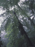 Monteverde Cloud Forest, Costa Rica Photographic Print by Michele Westmorland
