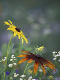 Black-Eyed Susan and Gloriosa Daisy, Oldham County, Kentucky, USA Photographic Print by Adam Jones