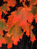 Sugar maple leaves in fall, Vermont, USA Photographic Print by Charles Sleicher