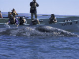 Whale Watching, Baja California, Mexico Photographic Print by Cindy Miller Hopkins
