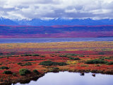 Tundra of Denali National Park with Moose at Pond, Alaska, USA Photographic Print by Charles Sleicher