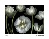 Tulip Garden Limited Edition by Pip Bloomfield